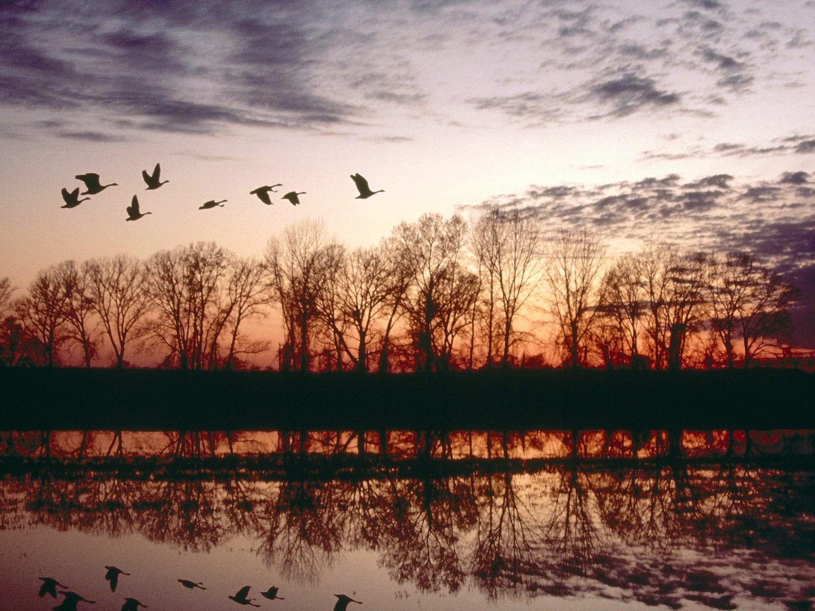 Canada Geese Migrating Missouri Animals Wallpaper Image