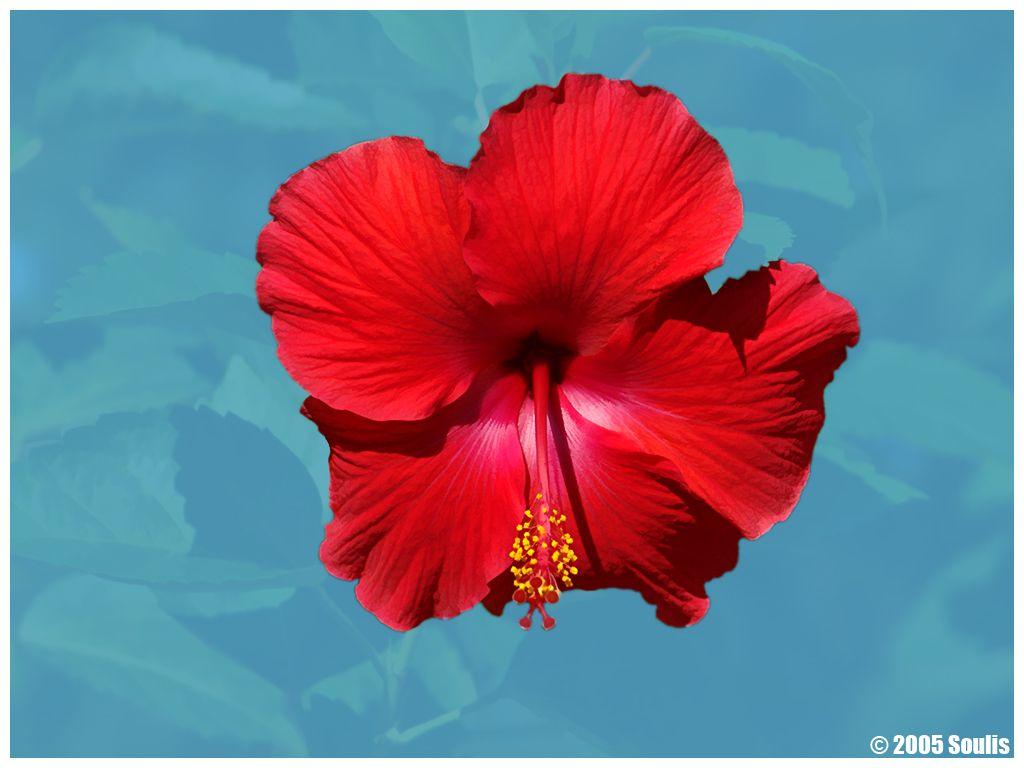 Hibiscus Red Wallpaper and Picture Items