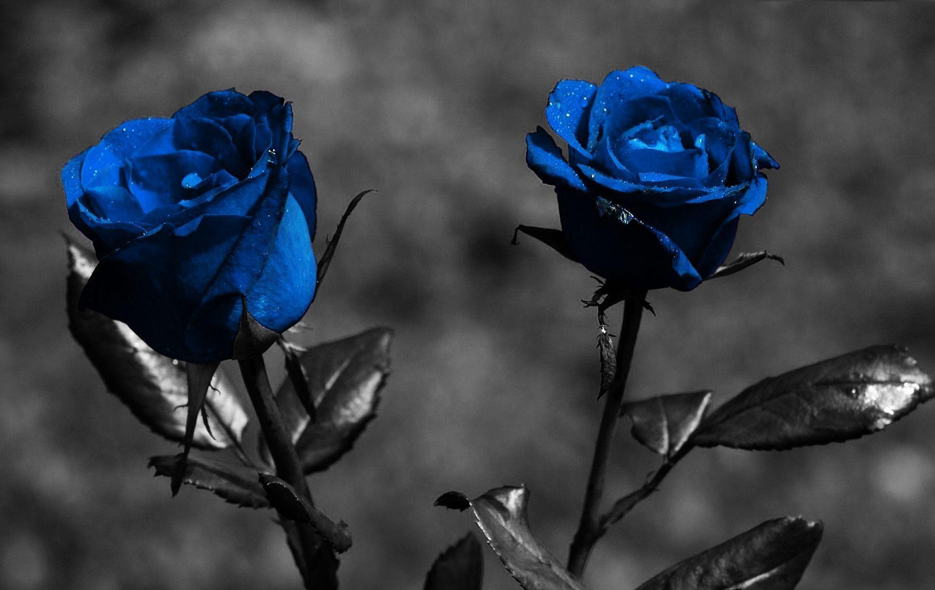 Wallpaper For > Purple And Blue Rose Background