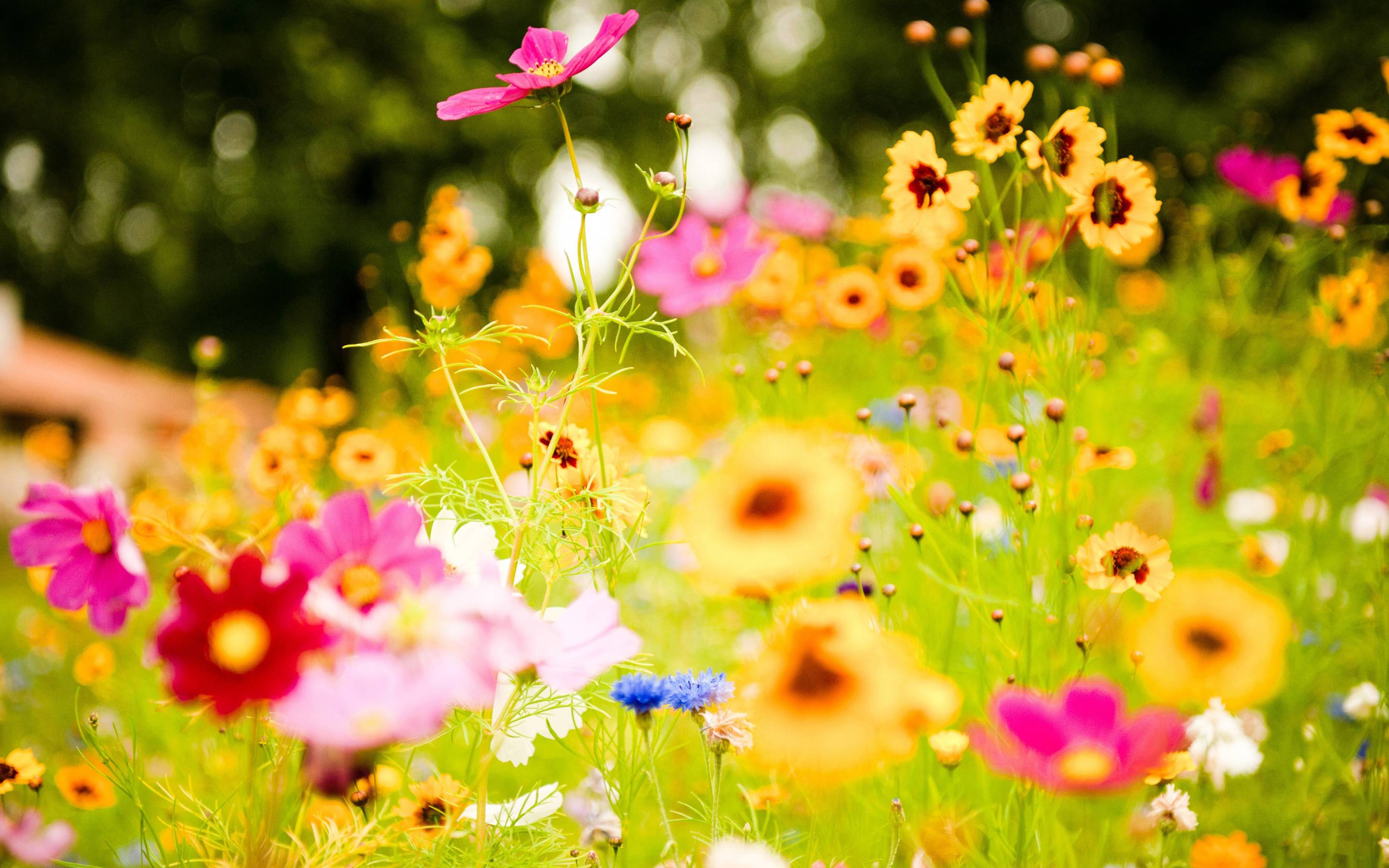 Wallpaper For > Colorful Flower Background