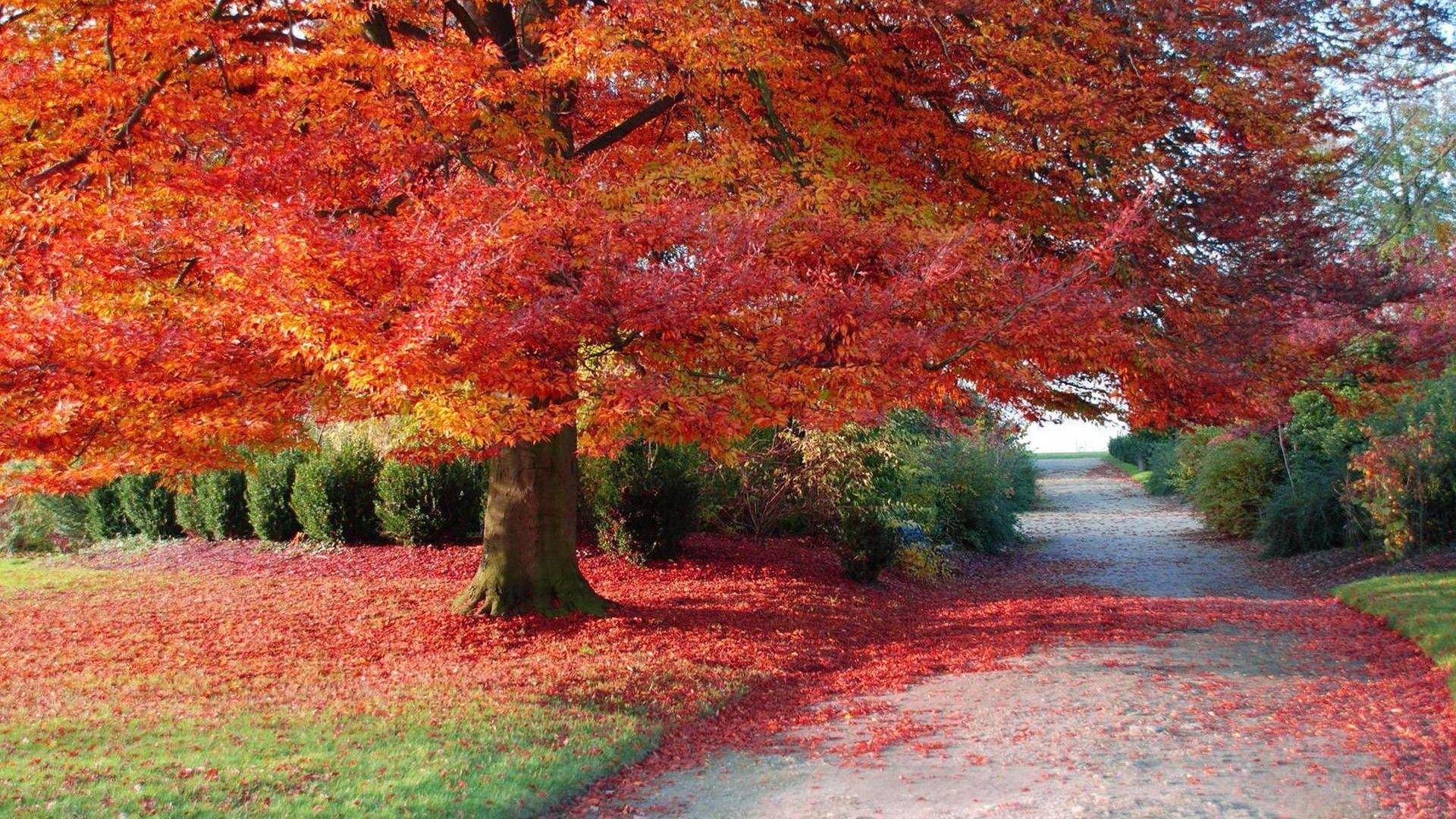 Fall Leaves HD Wallpaper 1080p
