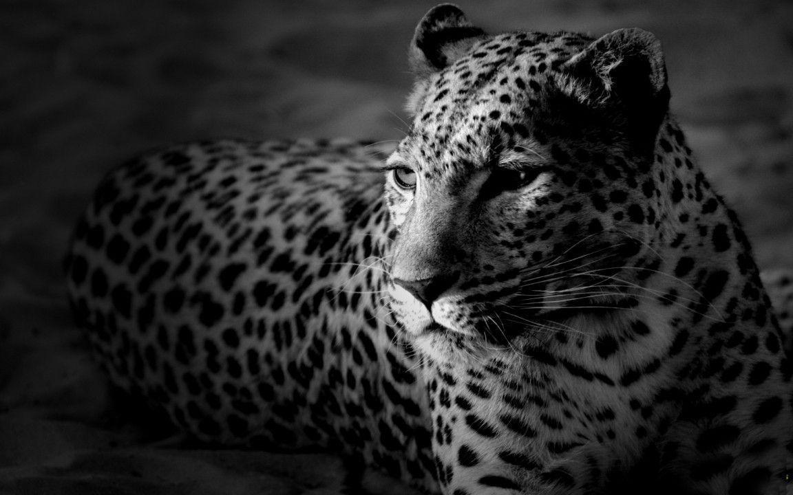 Black and White Leopard widescreen wallpaper. Wide