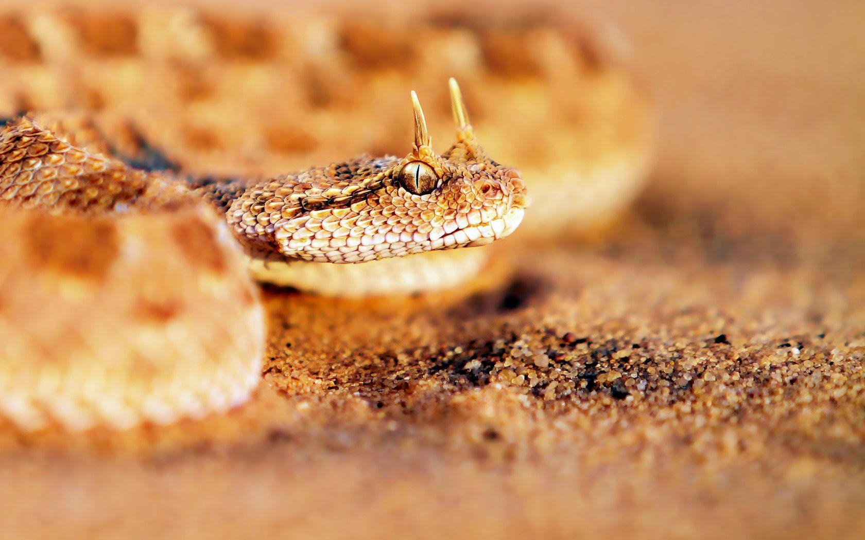 Animals For > Viper Snake Wallpaper