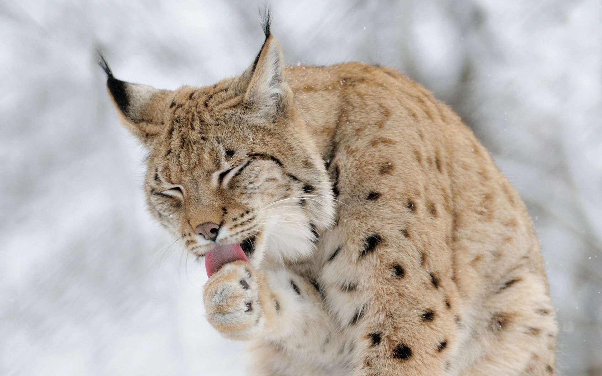 520 Lynx HD Wallpapers and Backgrounds