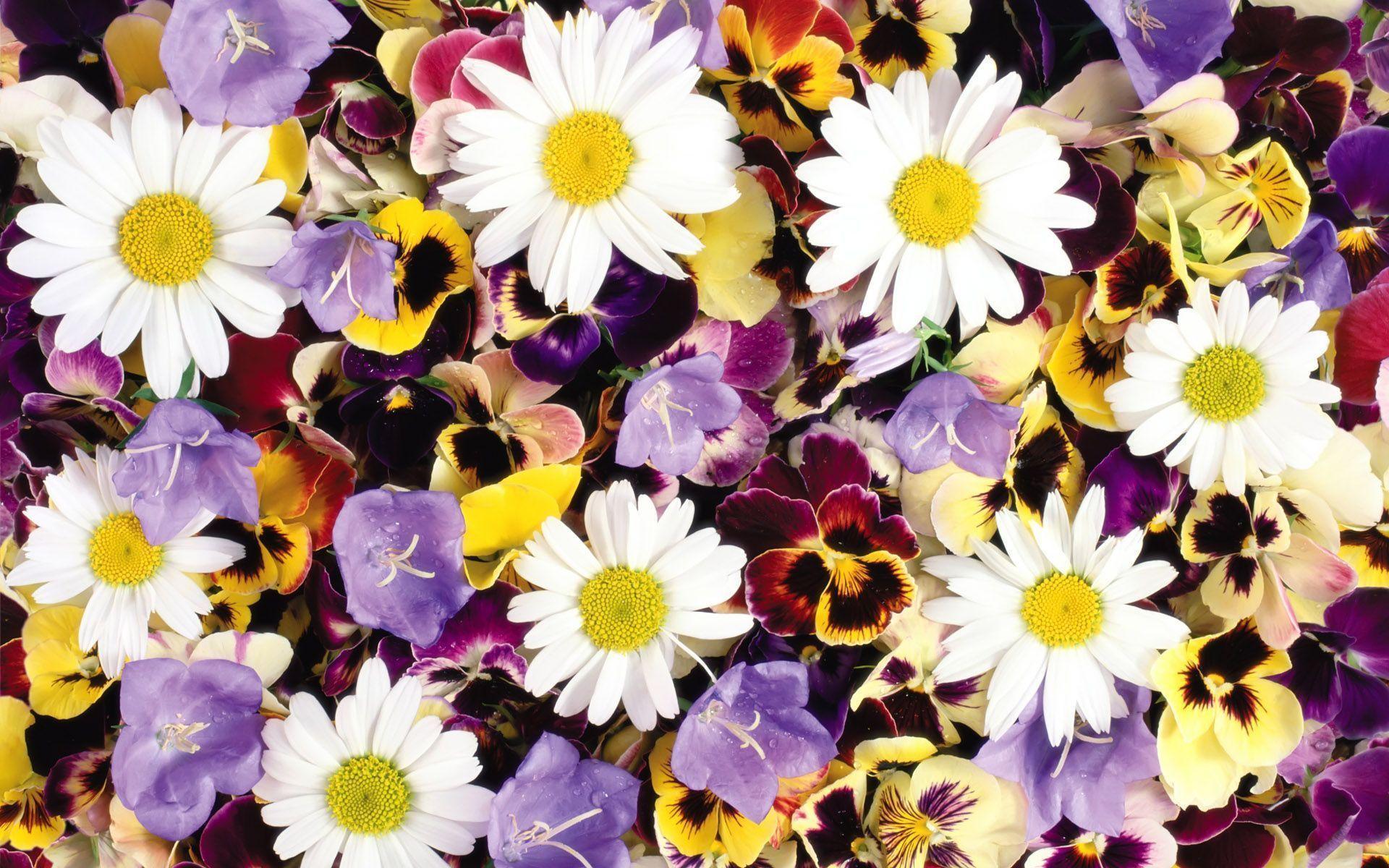 Series III flowers background 13594