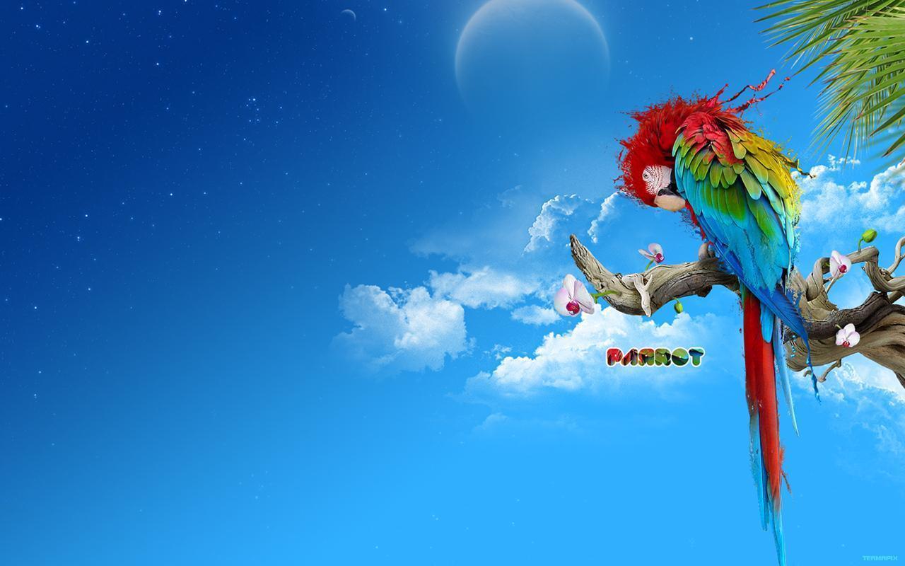Full HD Wallpaper + Animals, Birds, Clouds, Palm leafs, Parrots