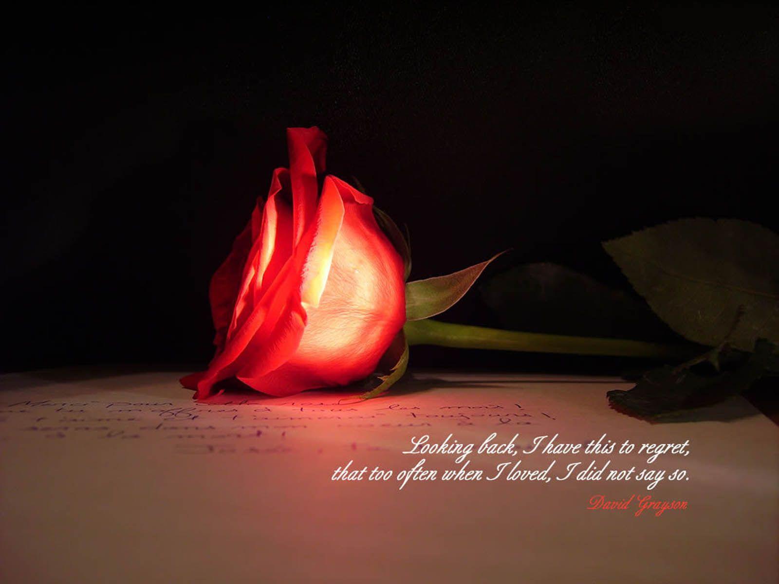 love quotes red rose desktop background HD wallpaper. Fine