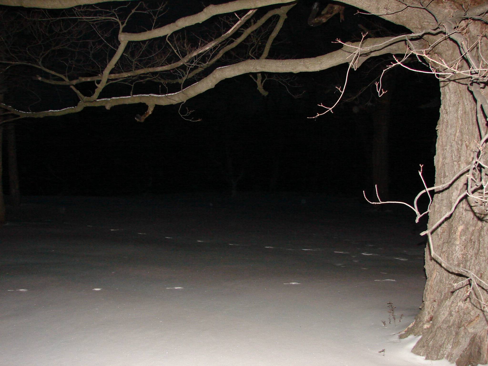 Bare Winter Tree Background 2