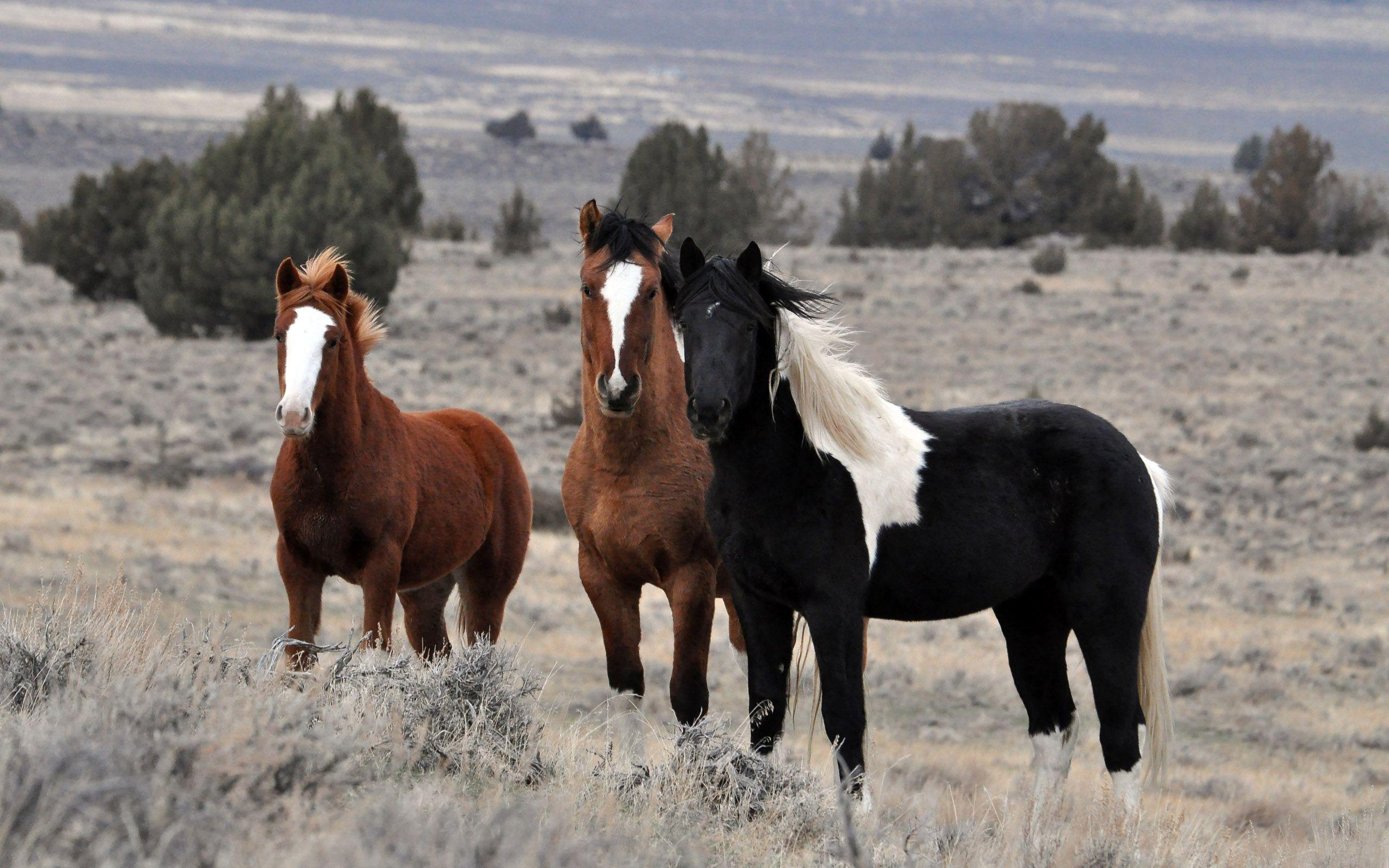 The beginner&;s guide to horse breeds