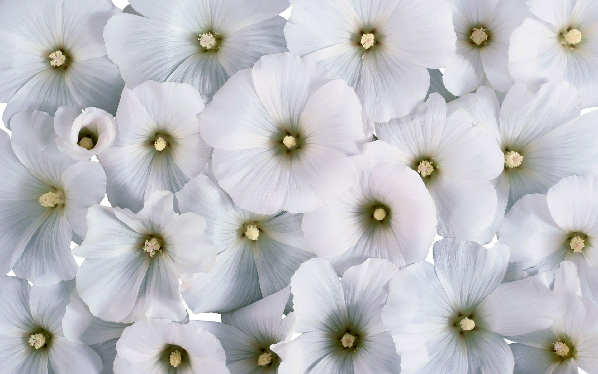 White Flower Desktop Wallpaper. White Flowers Photo