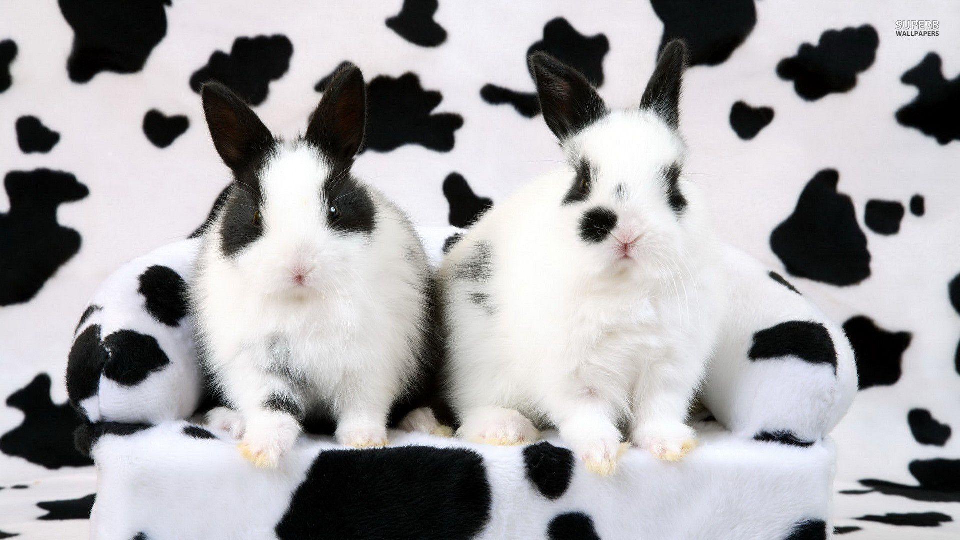 Black And White Rabbits 20876