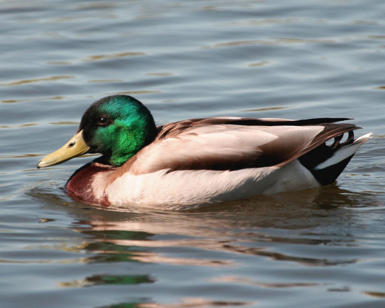Picture Of Mallard Ducks 9547 1280x1024 px
