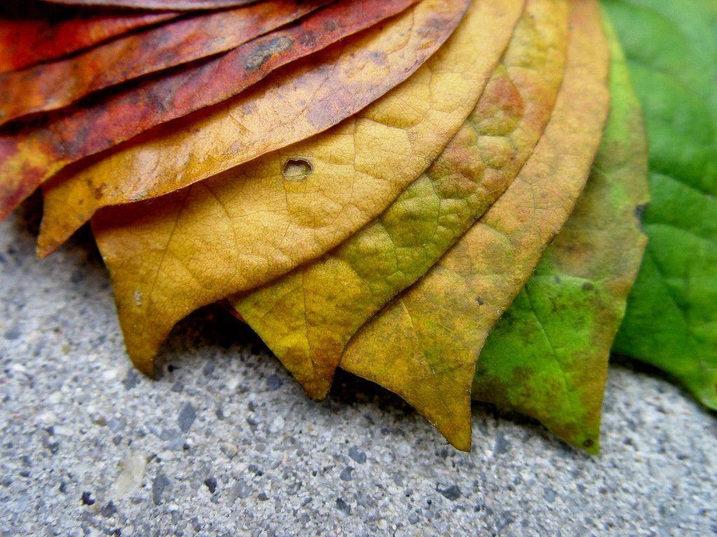 Cool Free Desktop Wallpaper and background