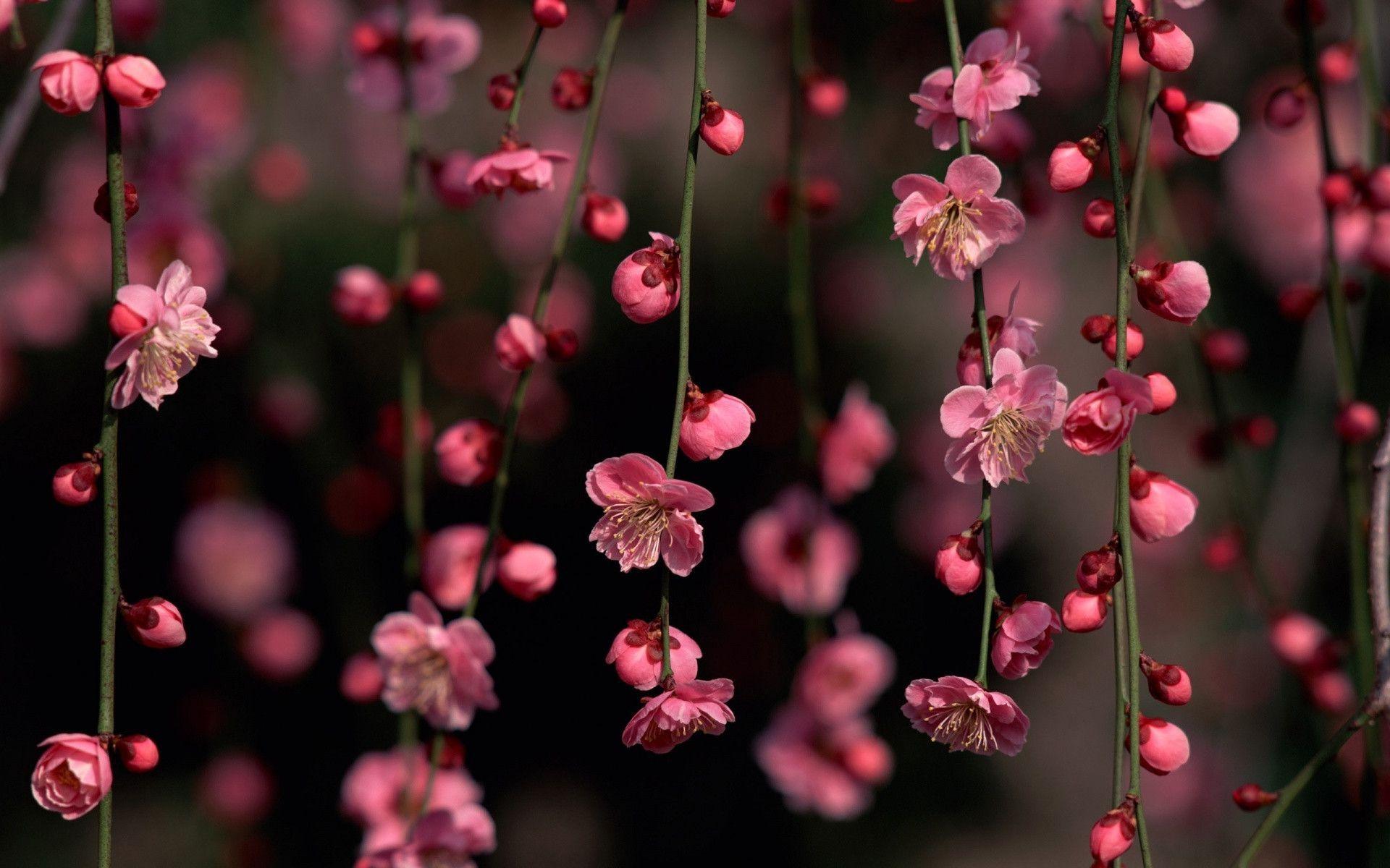 pink flowers wallpaper