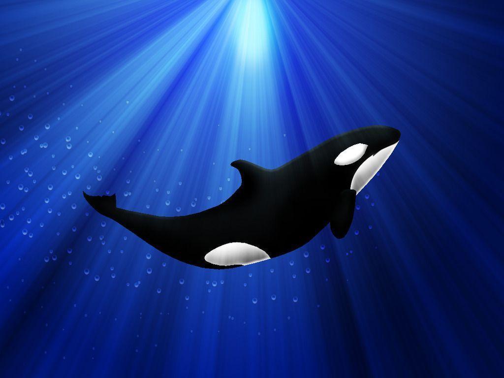 Free Orca Wallpaper Download The 1024x768PX Wallpaper Orca