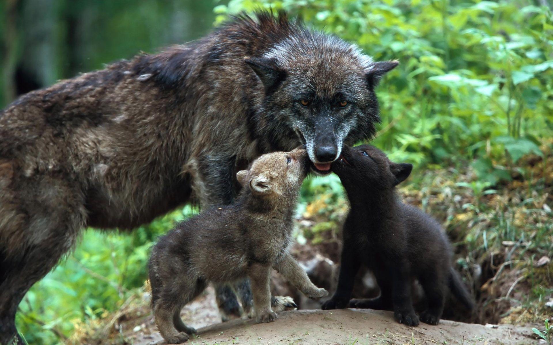 Dark wolf female with its babies in forest black wolf female free