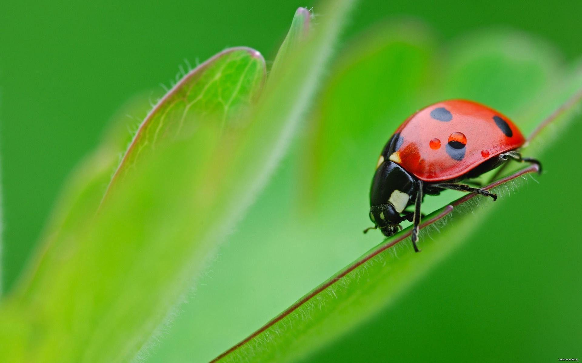 Ladybug HD Wallpaper Wallpaper Inn