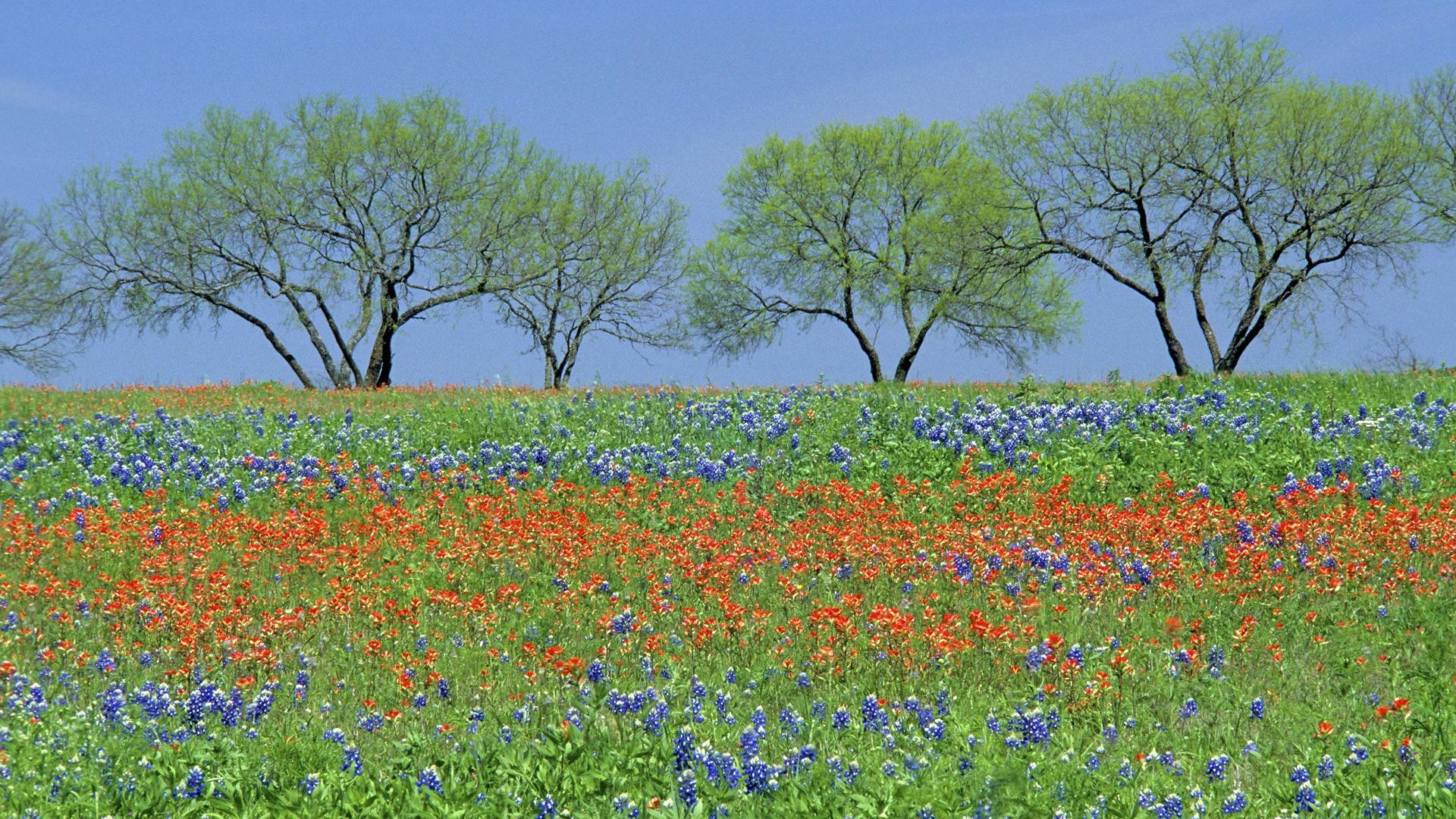 Flowers fields Texas parks wildflowers Bluebonnet wallpaper