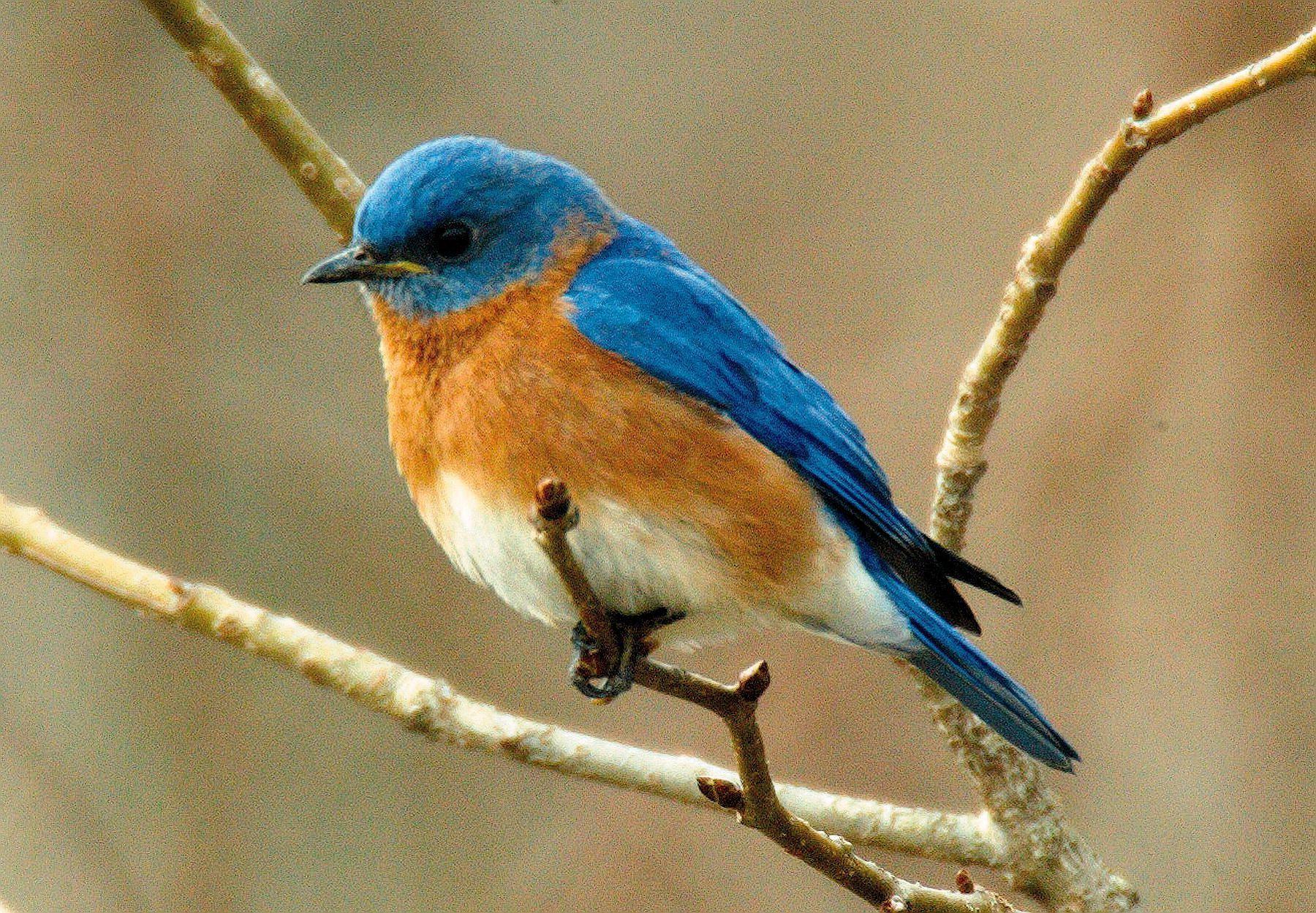 Bluebird Wallpapers Wallpaper Cave