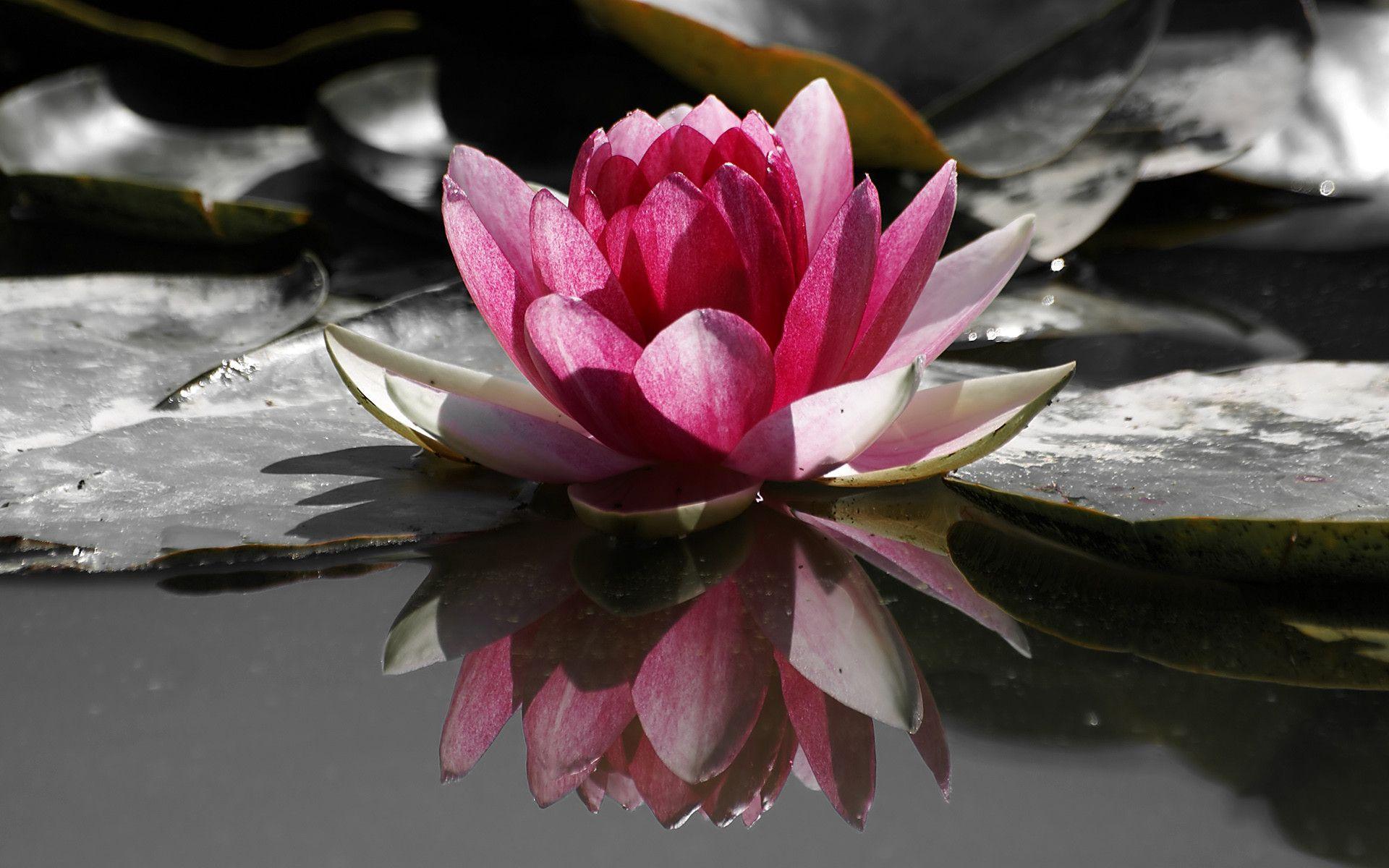 Water Lily Wallpapers Wallpaper Cave 61128 | Hot Sex Picture