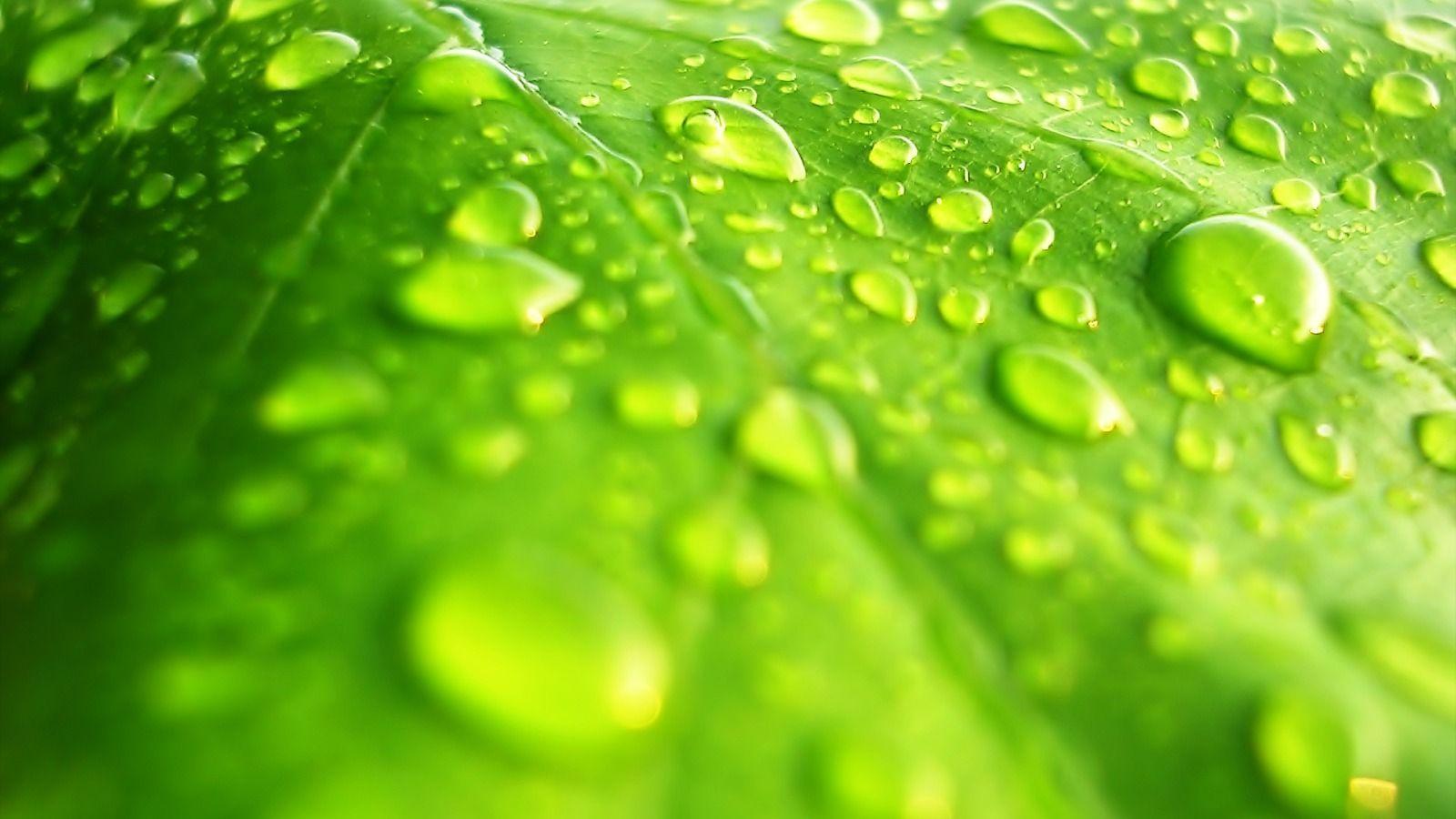 Wallpaper For > Green Leaf Water Wallpaper
