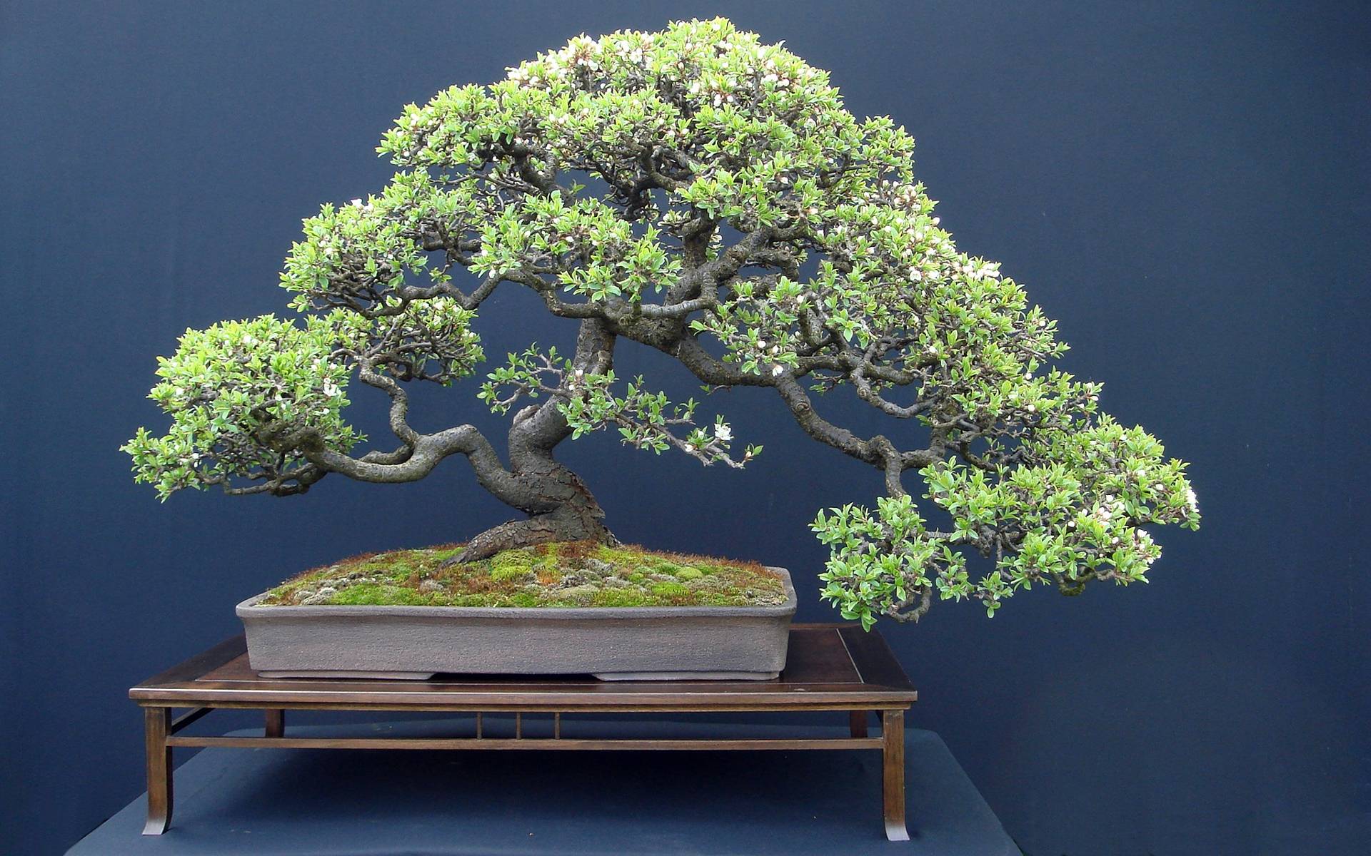 Bonsai Tree widescreen wallpaper. Wide