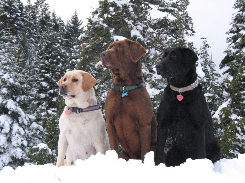 Chocolate Lab Wallpapers - Wallpaper Cave