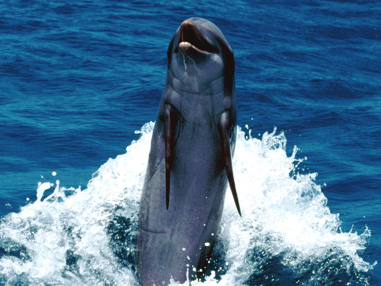 Dolphin backward swimming free desktop background wallpaper