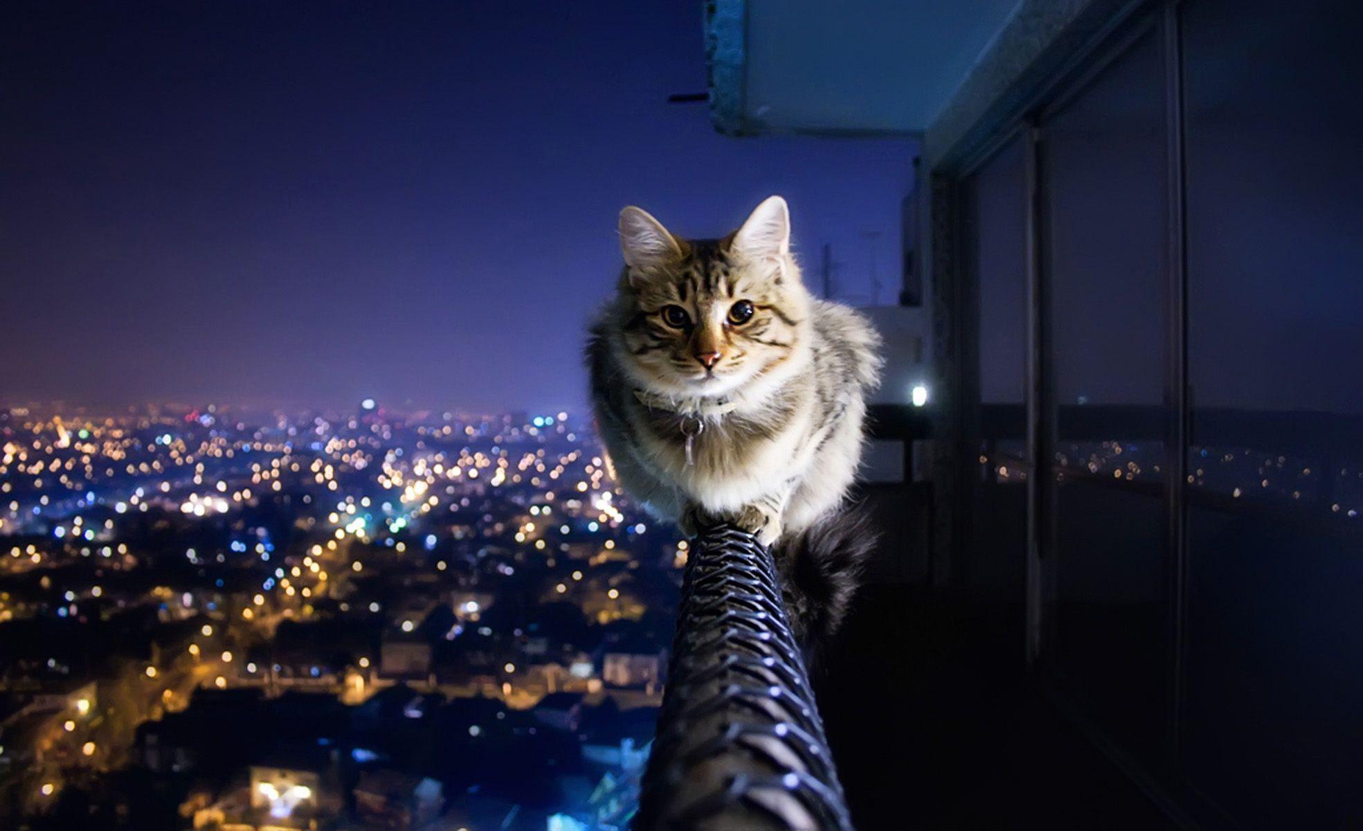Best HD Wallpaper cat cityscape 2014. High Definition Wallpaper