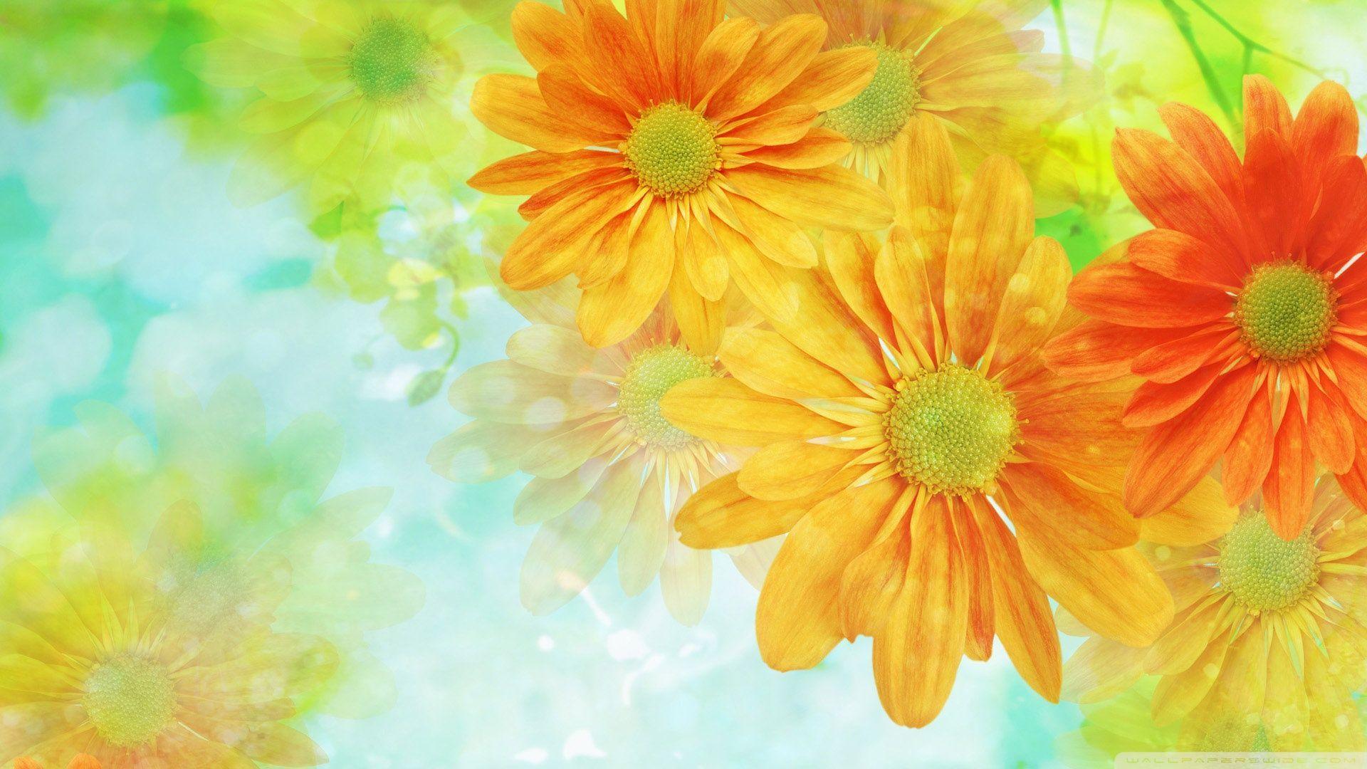 Wallpaper For > HD Desktop Wallpaper Colorful Flower