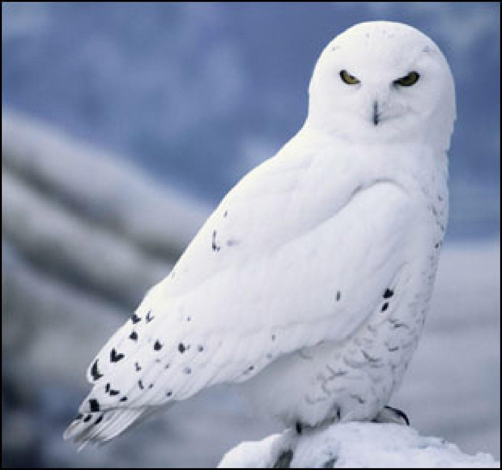 Desktop Wallpaper For Android Snowy Owl. Owls, Snowy, For, Owl