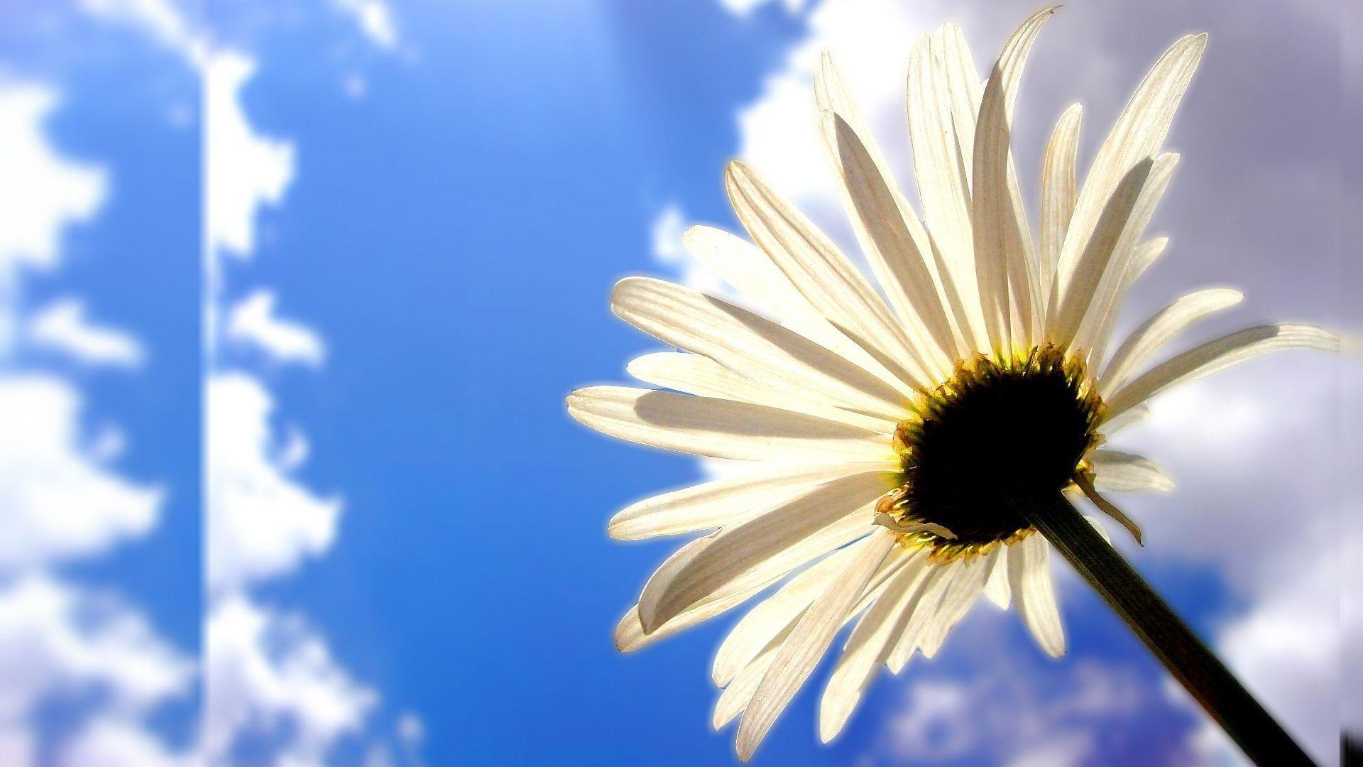 Floral Wallpaper 60 237400 High Definition Wallpaper. wallalay