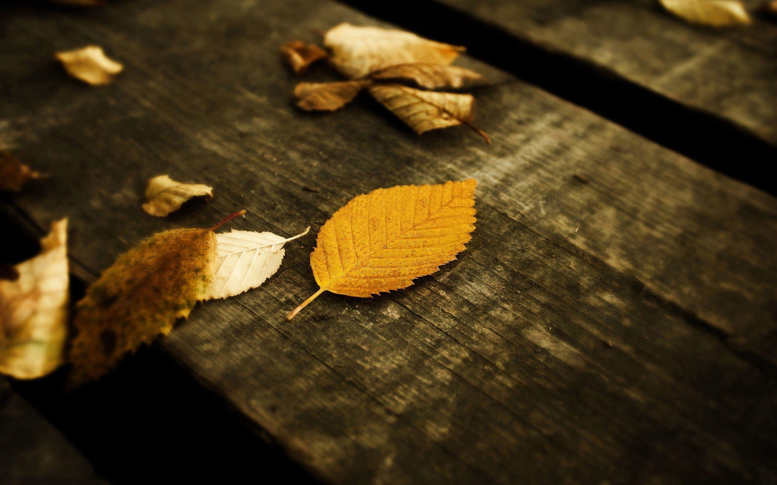 Download Nature Leaves Wallpaper 2560x1600