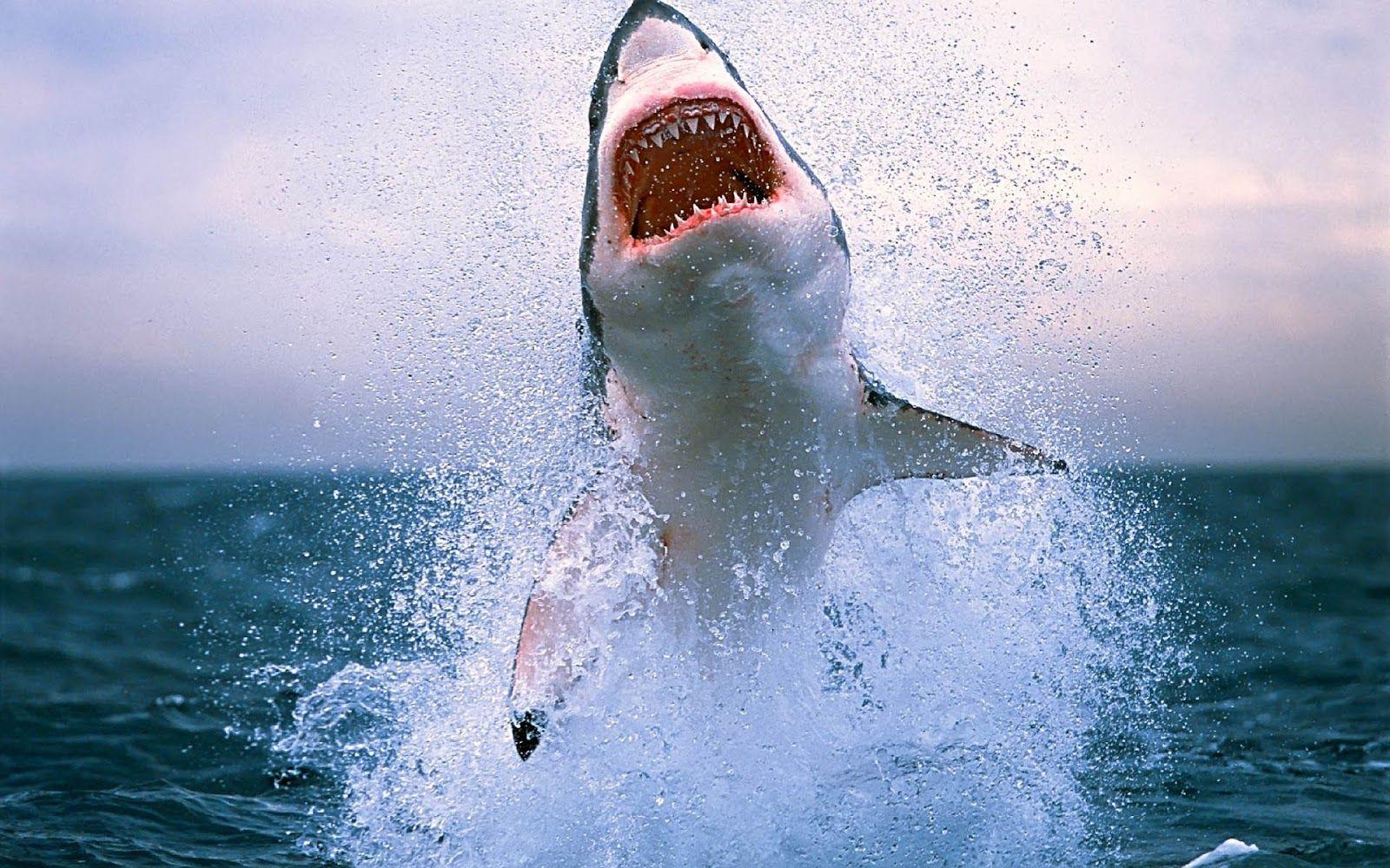 Shark HD Wallpaper. Shark Fish Picture