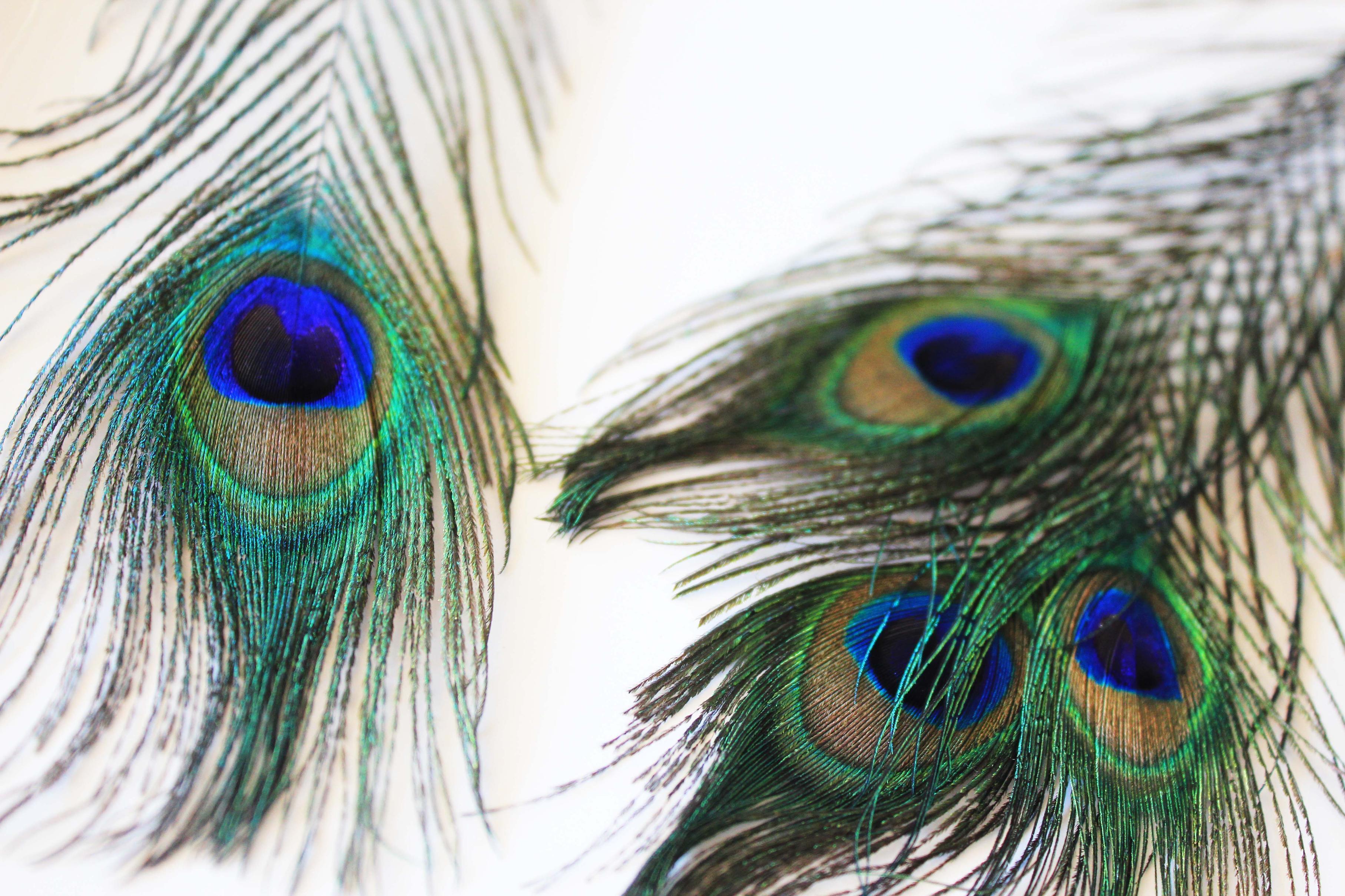 Peacock Feather Wallpaper Uk - Wallpapers Of Peacock Feathers Hd 2016 ...
