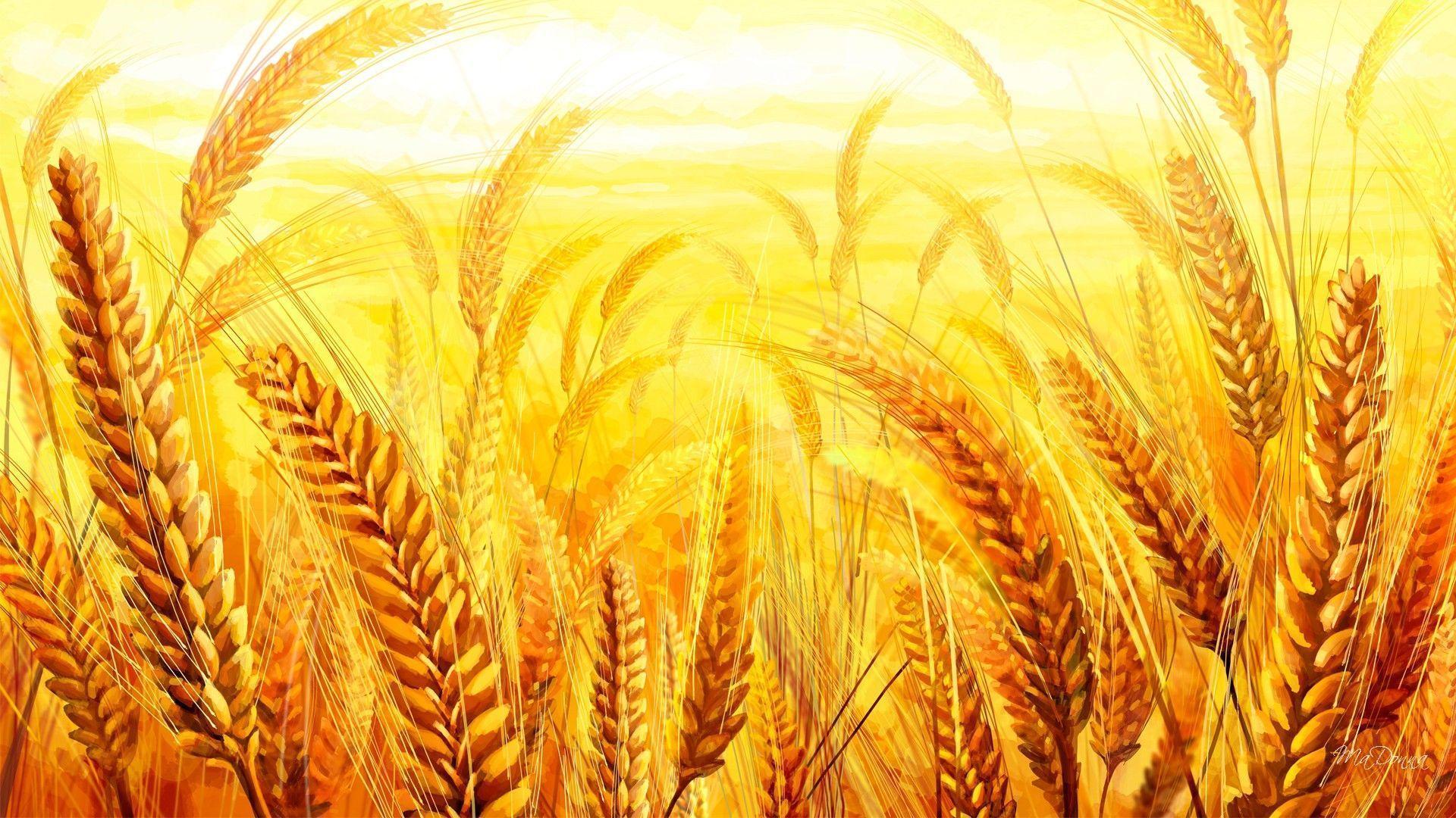 HD Golden Grain Wallpaper