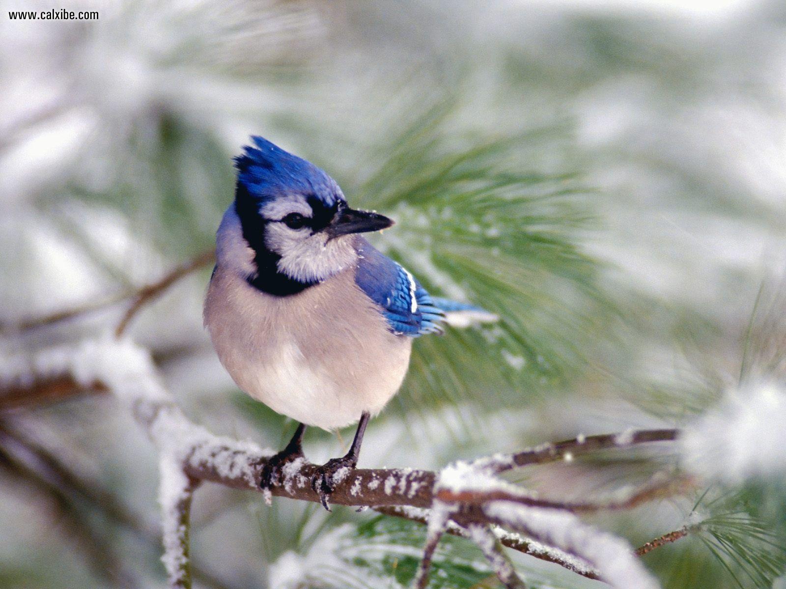 Wallpaper Collections: blue jay background