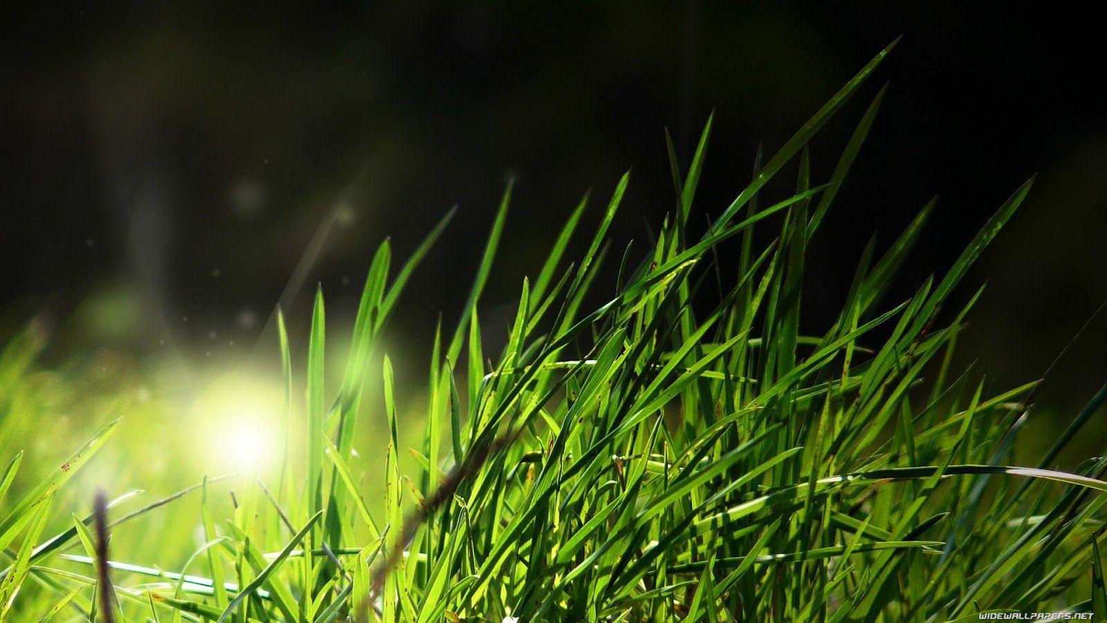 Nature: Grass Full HD Nature Background Wallpaper For Laptop