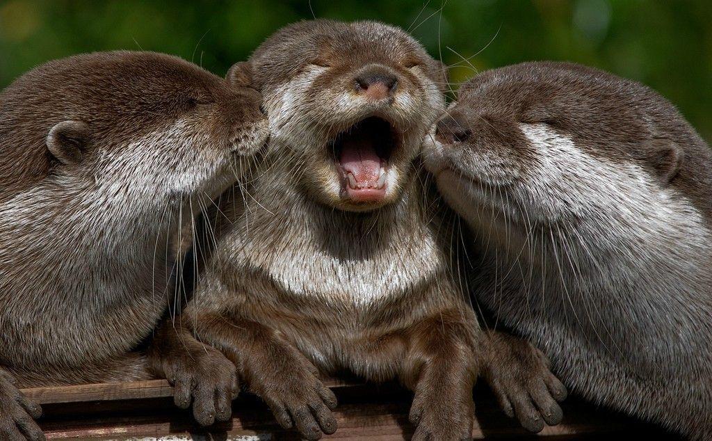 Wallpaper Baby Otters 1024x634PX Baby Otter Wallpaper
