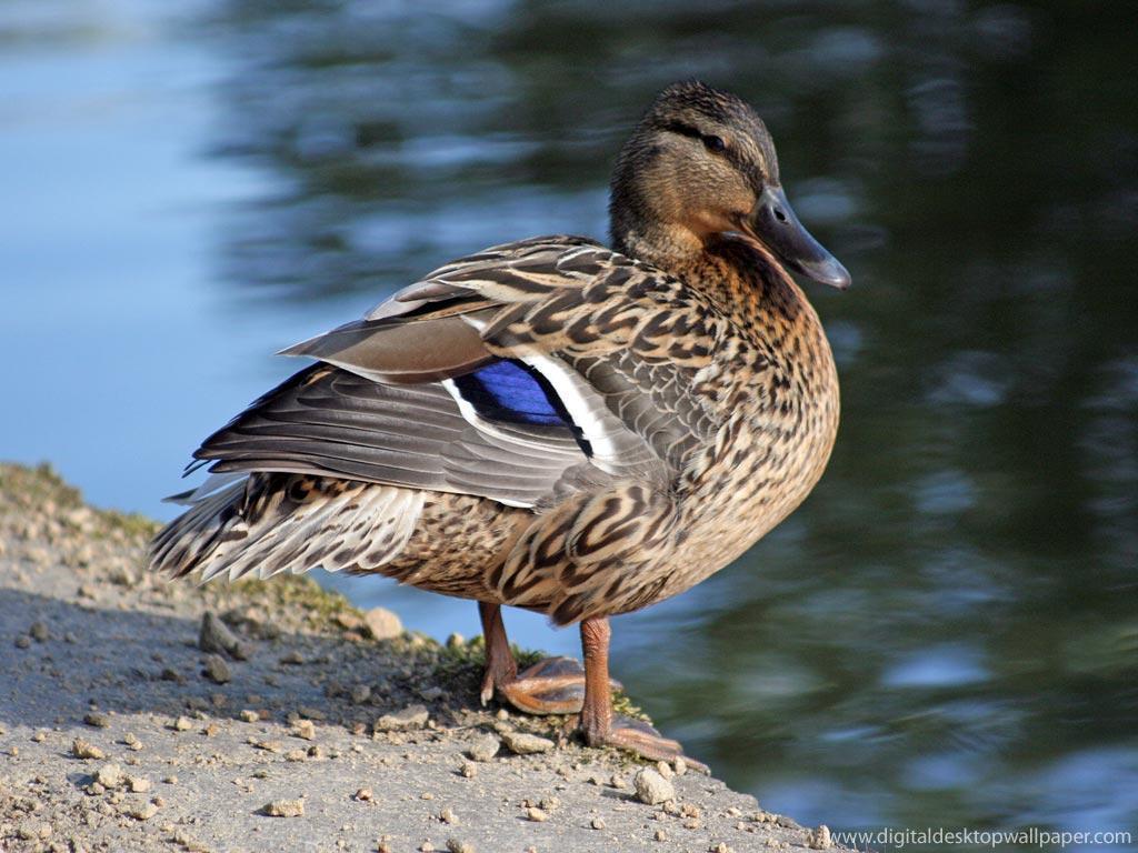 Duck Backgrounds - Wallpaper Cave