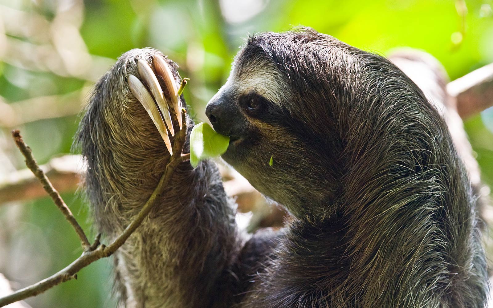 Sloth Desktop Wallpaper. Sloth Animal Picture