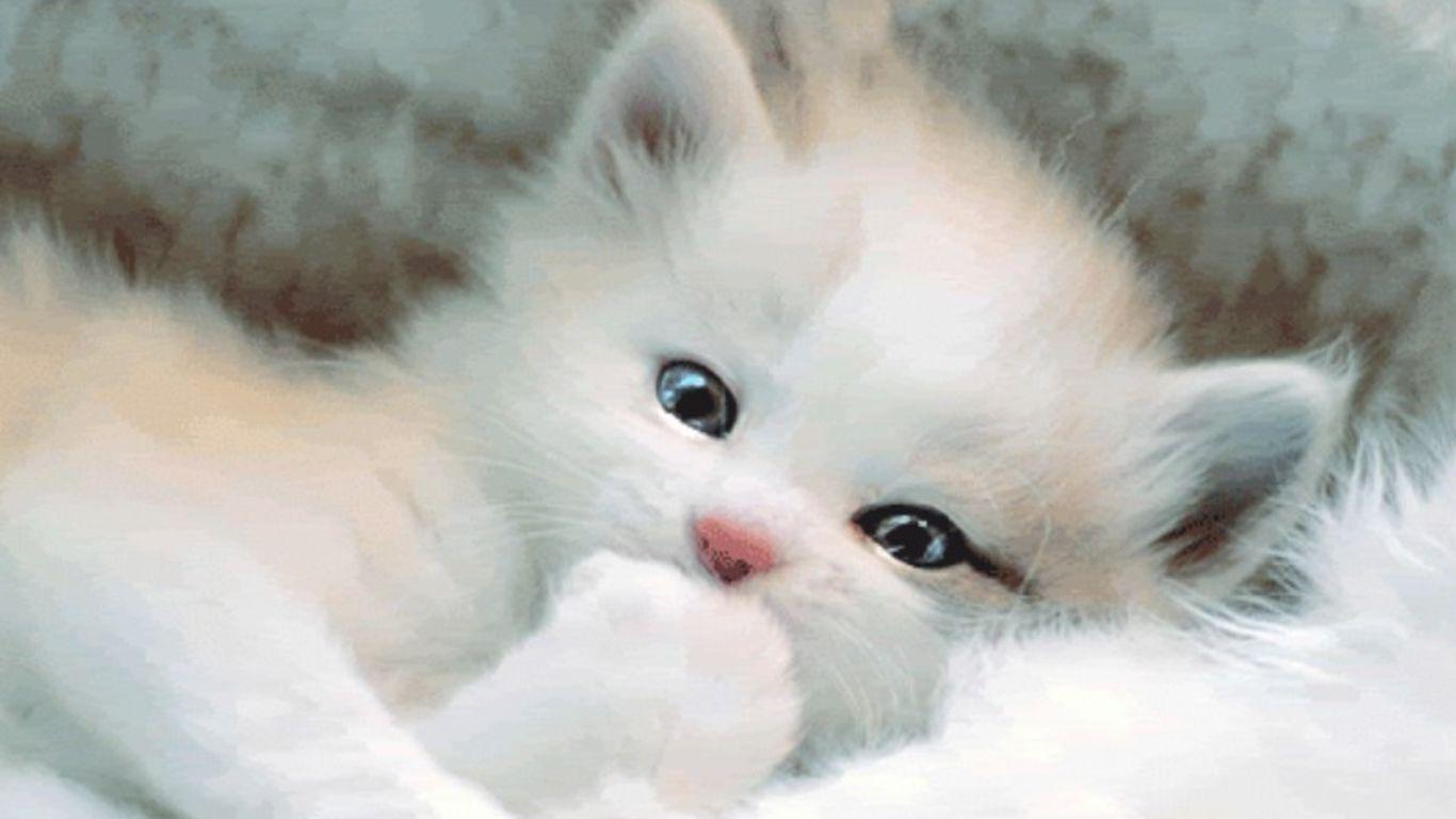 Beautiful White Cat Wallpaper Hd Cute Cats