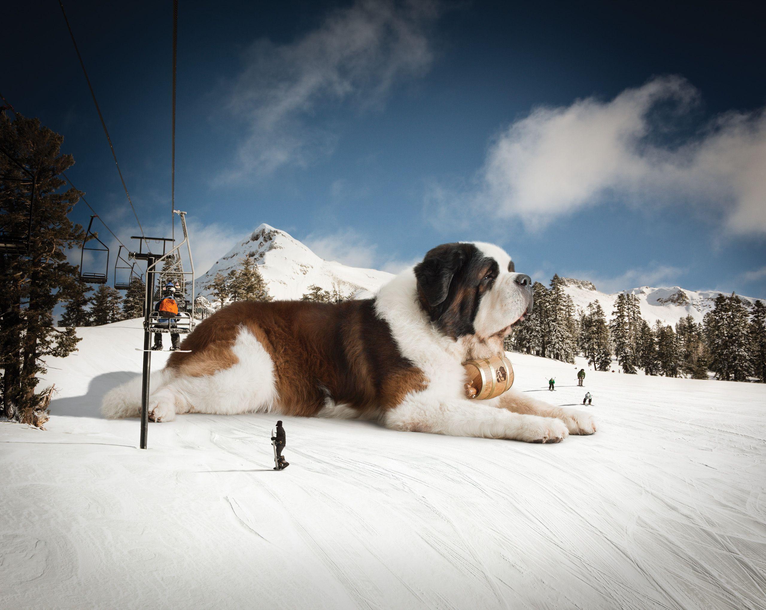 A Giant Saint Bernard Across California Fox Is Black