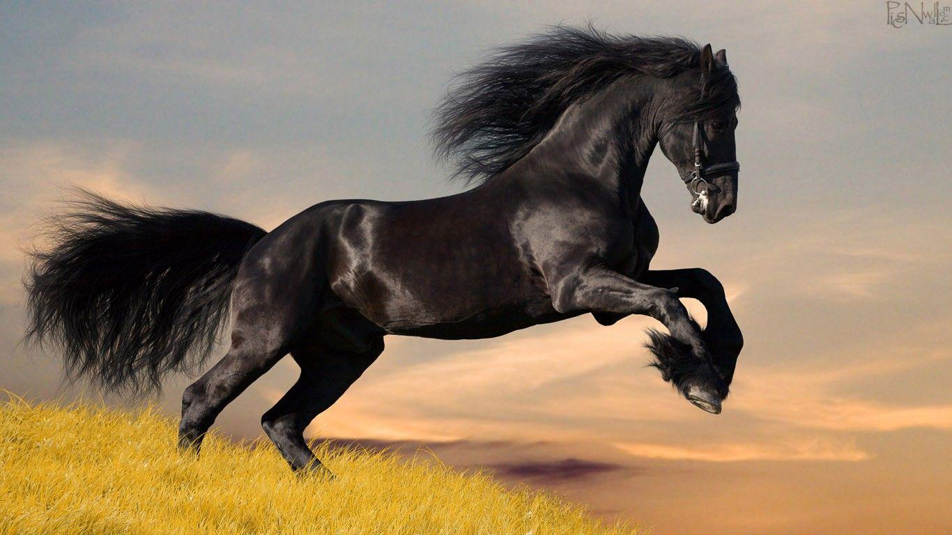 Top Class Horses HD Wallpaper For Riders 1366x768