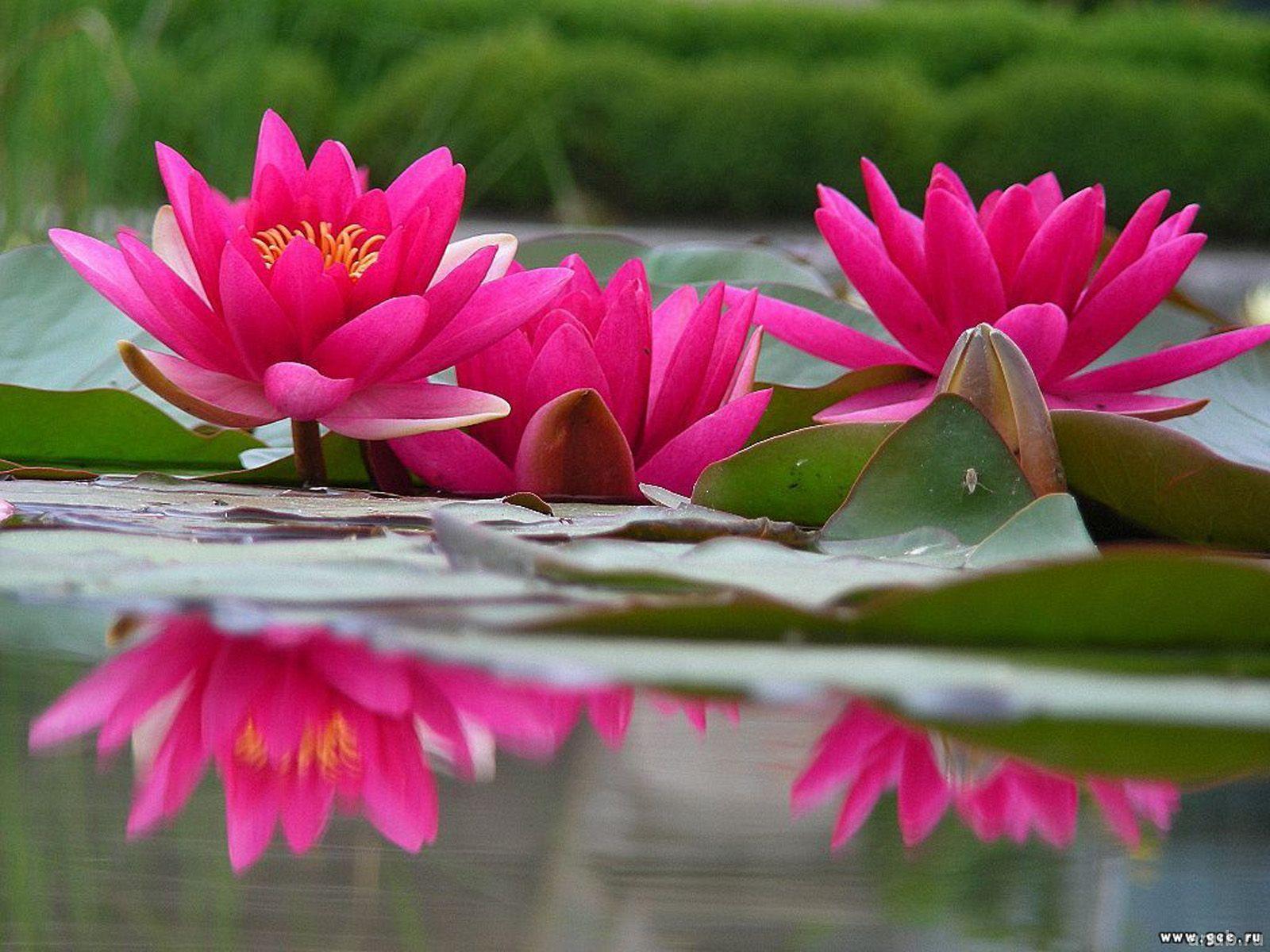 water lily wallpaper 1024x768