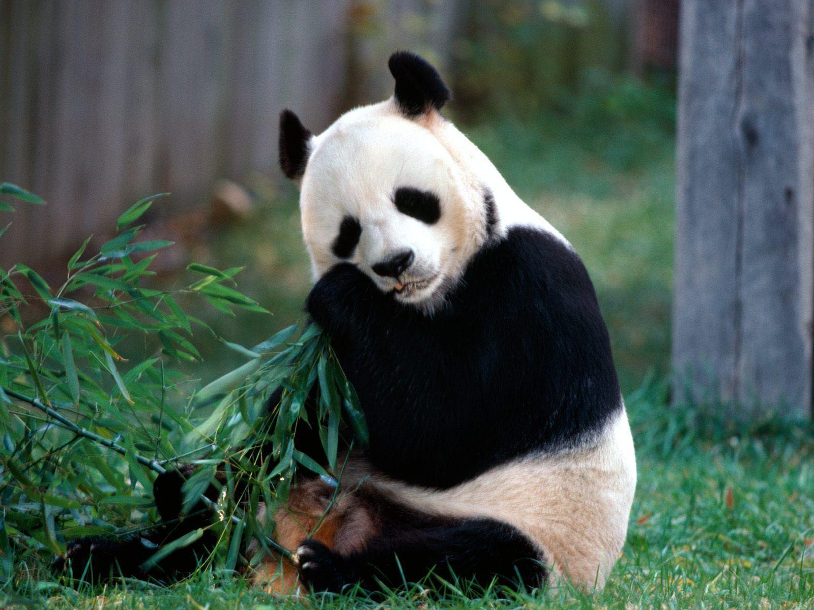 Animal Wallpaper Of Two Panda Bears In A Tree Panda Bear Wallpaper