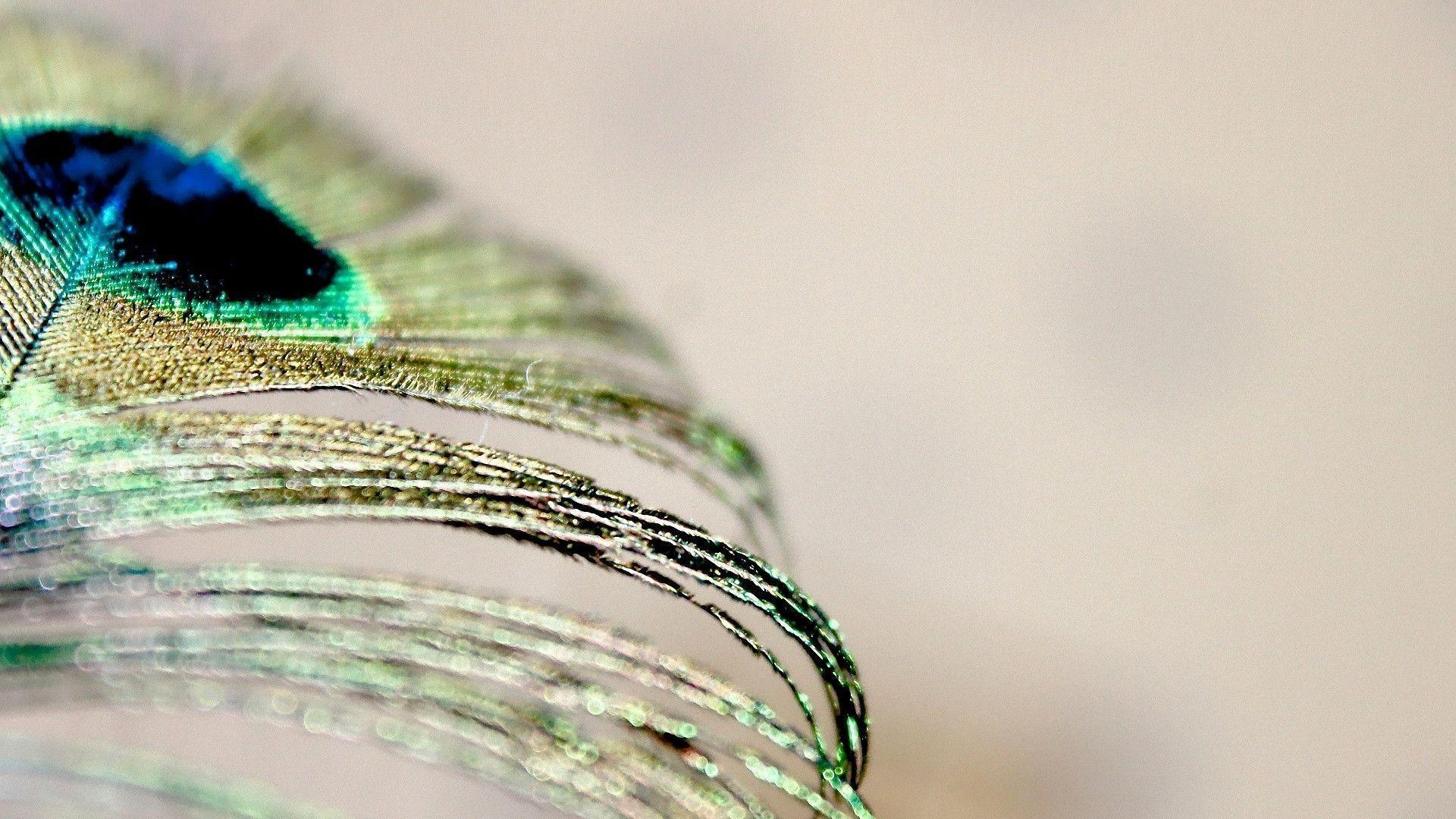 Peacock Feather / Photography / Screen Wallpaper