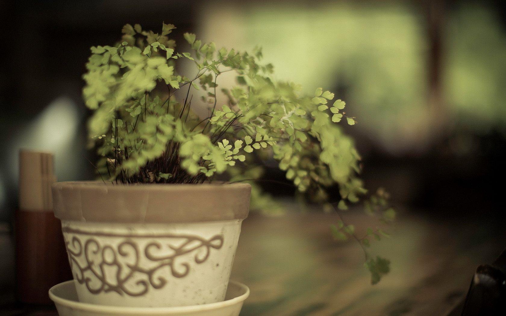 Exotic Wallpaper Flower Pot HD 1680x1050PX Wallpaper Flower Pot