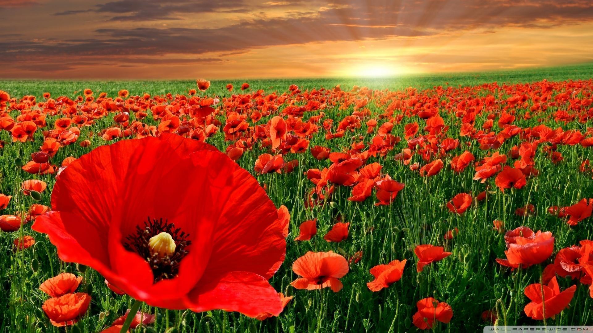 Sunset Over A Field Of Poppies Wallpaper 1920x1080 px Free