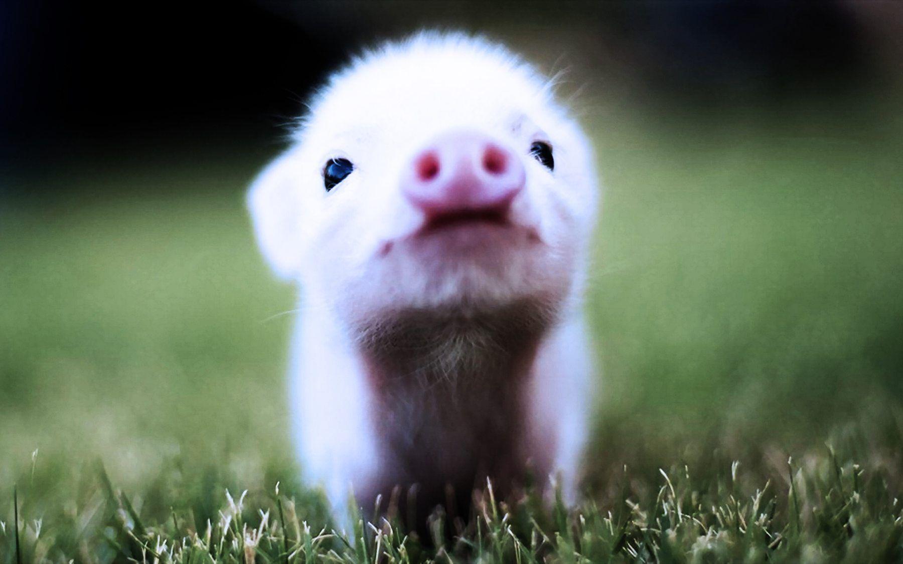 image For > Cutest Baby Pigs